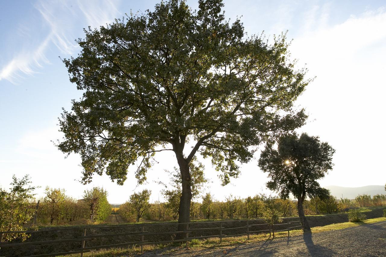 Agriturismo Lucerna Del Lago Prile Castiglione della Pescaia Eksteriør billede